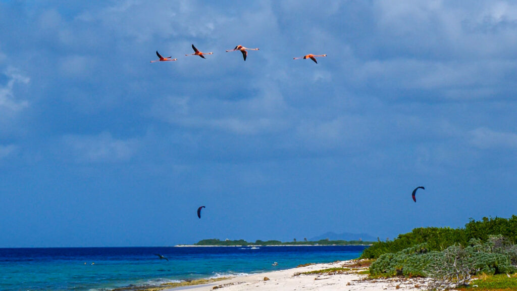 Kust van Bonaire